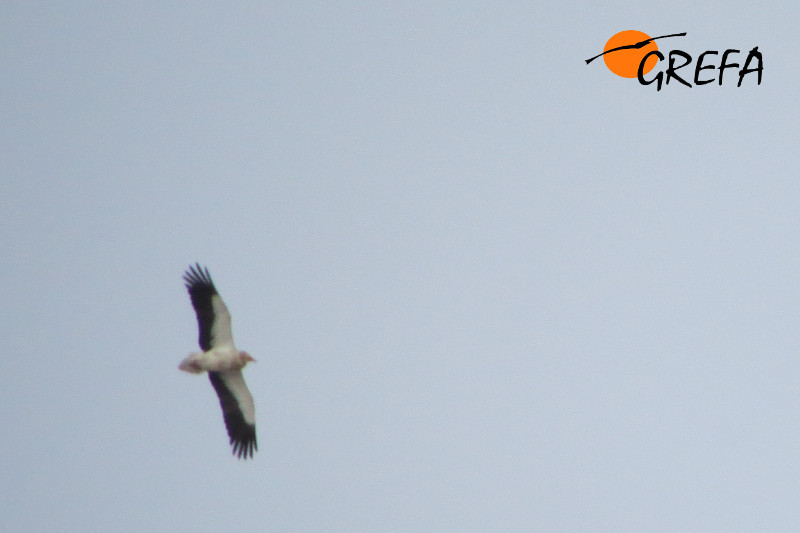 Alimoche en vuelo.