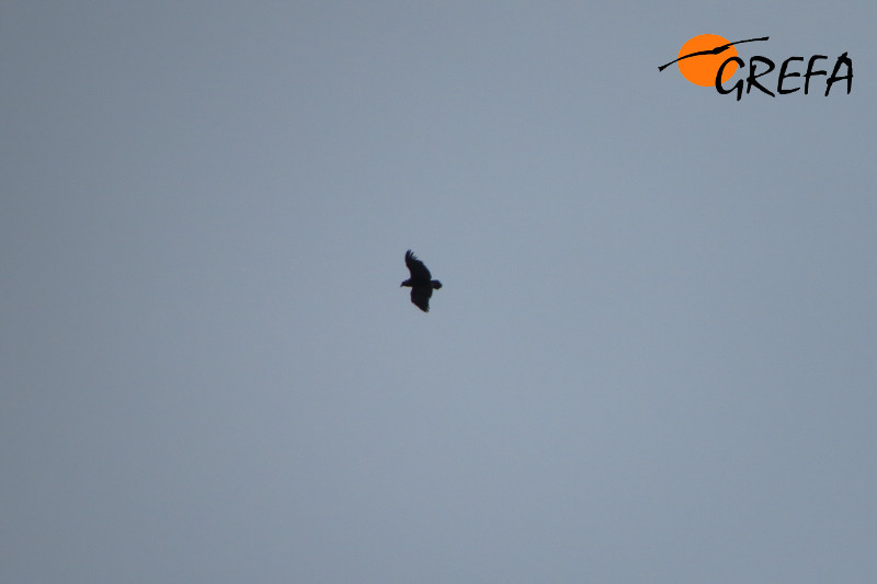 Buitre negro en vuelo.