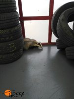 El tejón aparecio en un taller en Las Rozas