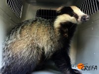 Nuestro equipo de rescate fué avisado por el Seprona y lo traslado a GREFA