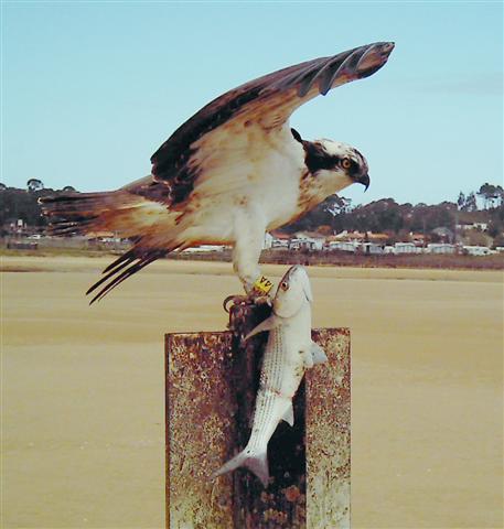 Águila pescadora fotografiada con foto-trampeo por el FAPAS en Asturias.
