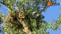 Un especialista sube al nido donde está 'Aulencia' para sacarla de allí un rato y poder marcarla.