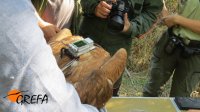 En esta foto se aprecia el emisor GPS que se le colocó a 'Aulencia'.