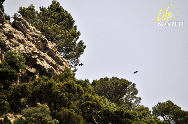 Dos de las águilas de Bonelli liberadas en 2016 en Mallorca vuelan sobre una zona de cantiles. Foto: Xavier Gassó.