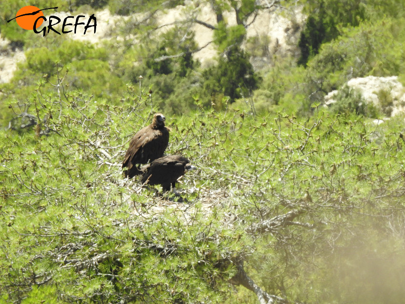El macho 'Oriol' en el nido con su pollo, el primero en echar a volar este año en la colonia de Boumort. Foto: Equipo de Trabajo de Boumort/Alinyà.