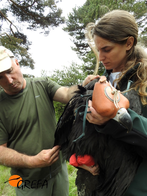 Un técnico del Magrama, ayudado por una veterinaria de GREFA, mide un ala del pollo de los buitres negros 'Montenegro' y 'Pline'. Foto: Equipo de Trabajo de Boumort/Alinyà.