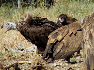 Gata y Creueta junto a buitres leonados. Foto: Juan Carlos Albero.