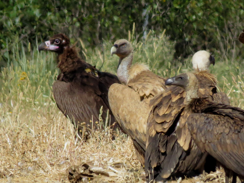 El buitre negro 'Creueta' aparece a la izquierda de la fotografía, mientras que el buitre dorsiblanco africano está a la derecha: en medio dos buitres leonados. La fotografía, tomada en un muladar de Puente de Montañana (Huesca) a mediados del pasado junio, es de Juan Carlos Albero.