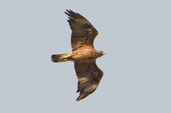 'Elmo' fotografiado en vuelo al sur de la Serra de Tramuntana (Mallorca). Foto: Juan José Bazán.