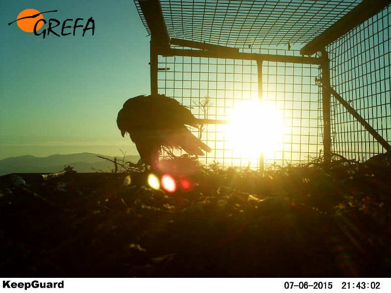 El águila real 'Francisco' en el momento de abandonar su jaulón de aclimatación en la zona de reintroducción del Xurés (Ourense).