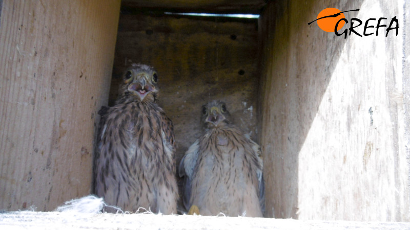 Dos de los pollos reintroducidos en el haking