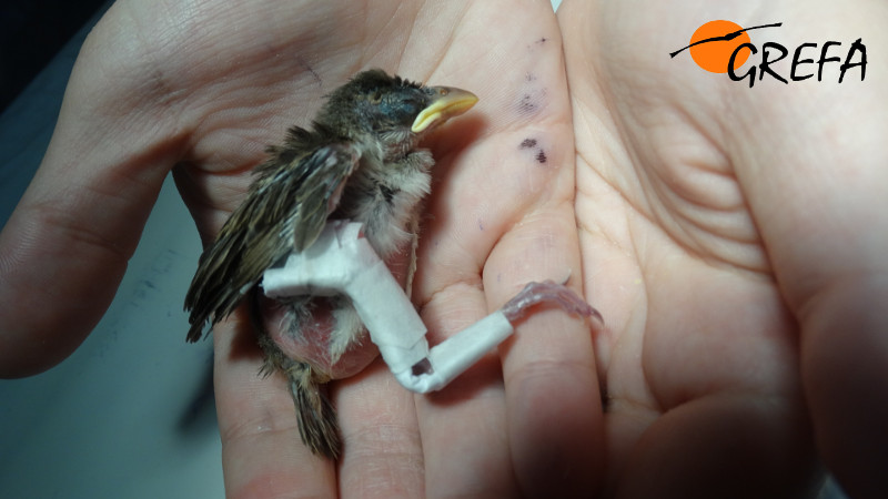 Férula para resolver fractura de fémur en un verdecillo.