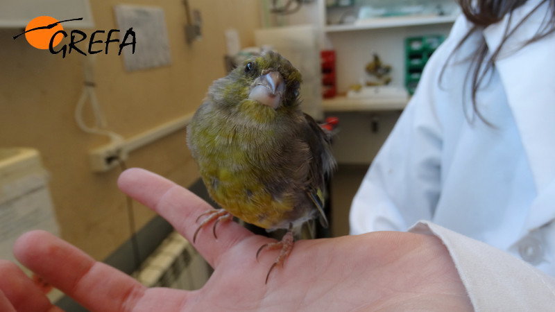 Blefaritis traumática en verderón.