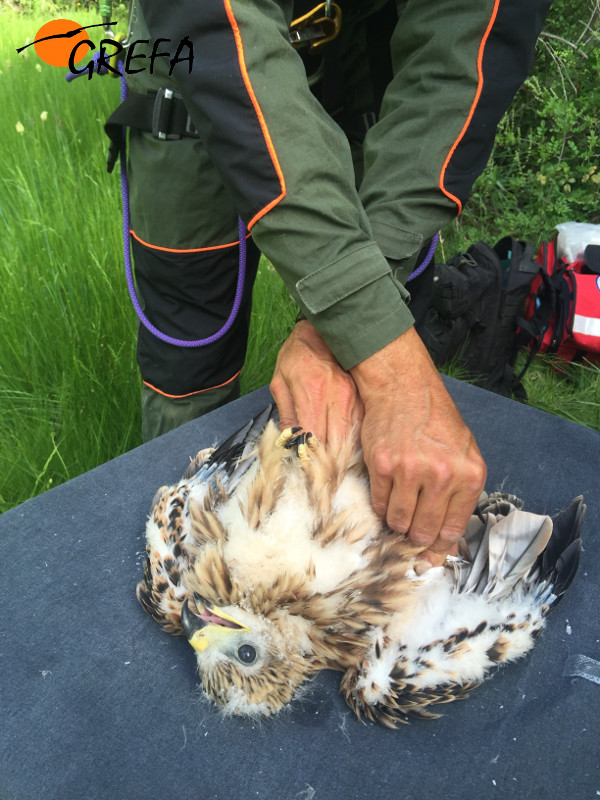 Marcaje con emisor GPS de un pollo de milanos real nacido en 2016 en la Sierra de Guadarrama (Madrid).