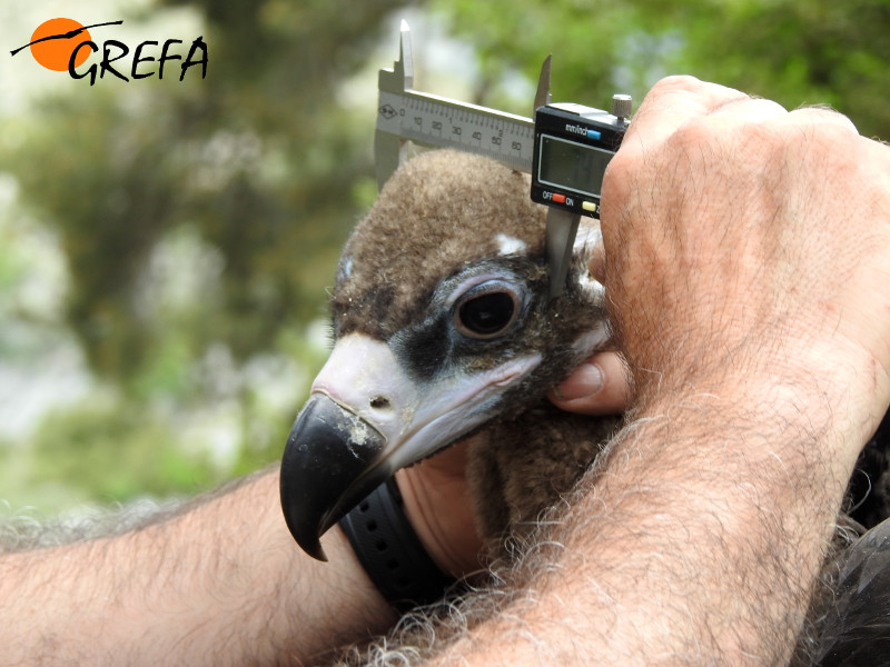 Toma de medidas biométricas, concretamente de la cabeza, del pollo de los buitres negros 'Montenegro' y 'Pline'.