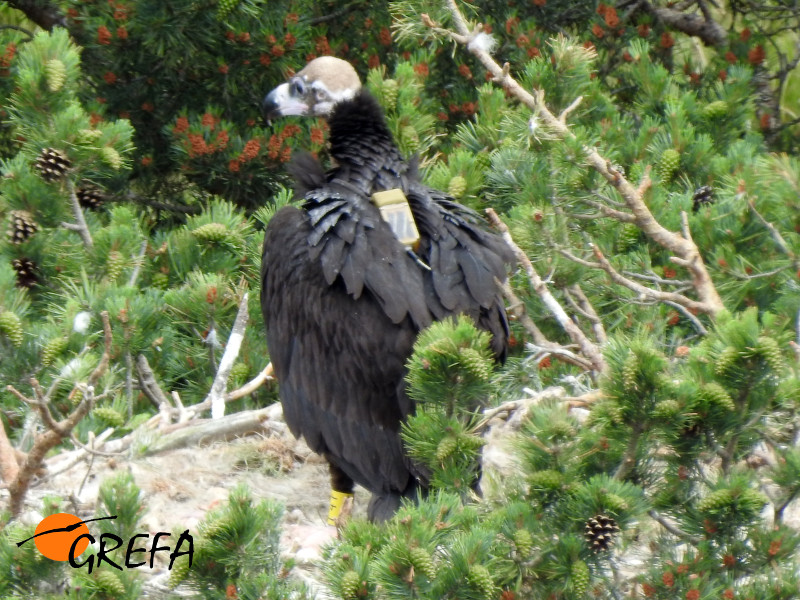 El pollo de los buitres negros 'Montenegro' y 'Pline', de vuelta al nido tras serle colocado el emisor GPS.