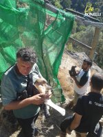 Momento en el que las dos águilas de Bonelli son introducidas en el hacking madrileño.