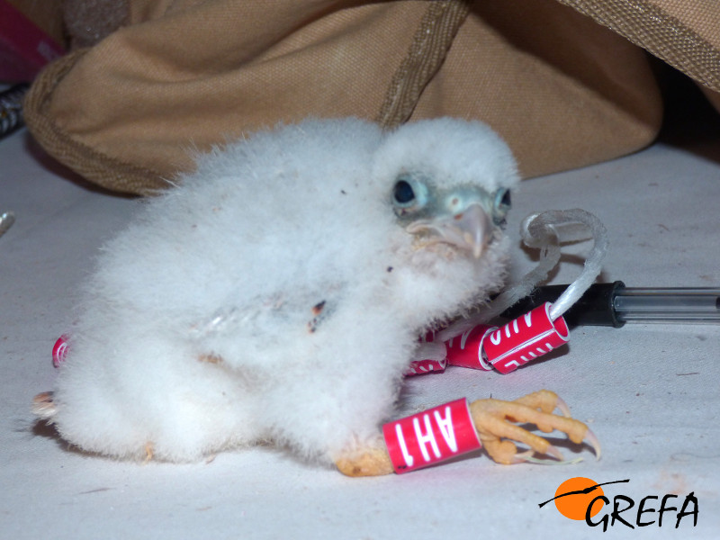 Pollo de cernícalo primilla nacido en la colonia de Baena (Córdoba), tras su anillamiento.