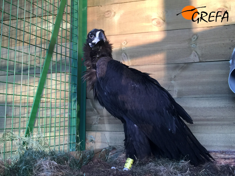 El buitre negro "Zolorro", incorporado, reconoce su nuevo gran nido artificial en el hacking de Huerta de Arriba (Burgos).