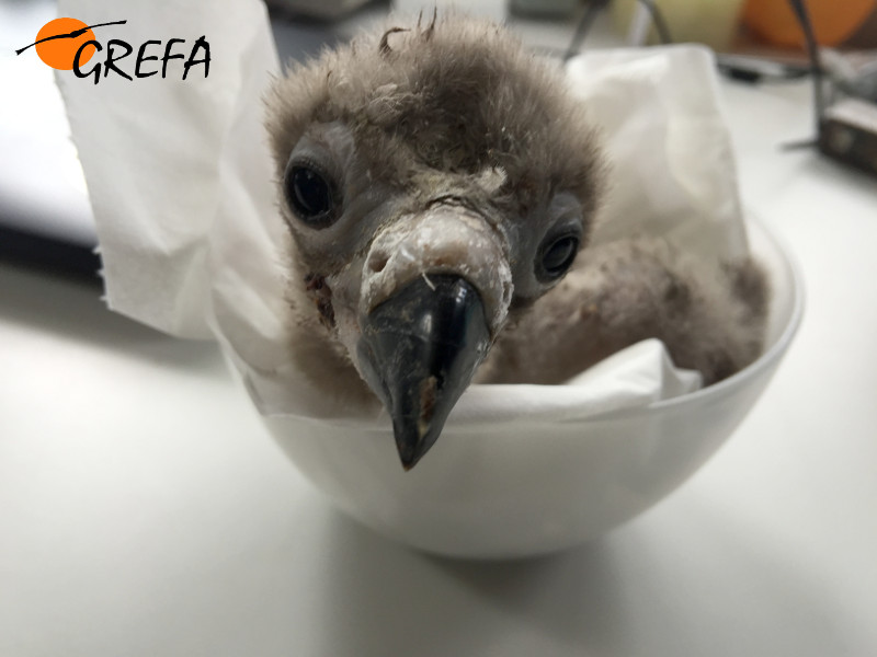 El buitre negro "Zolorro" al poco de nacer, en el centro de cría de GREFA (Majadahonda, Madrid).