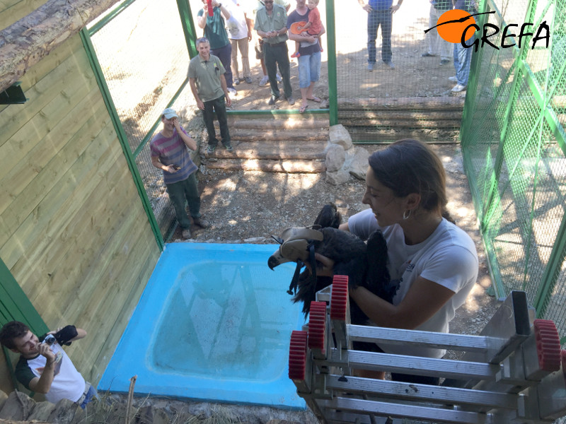 Lorena, de GREFA, sube a "Zolorro" a su nido artificial en el hacking de Huerta de Arriba (Burgos).