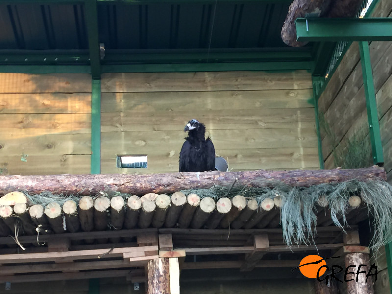 "Zolorro", desde su nuevo gran nido artificial en el hacking de Huerta de Arriba (Burgos), contempla el resto de la instalación.