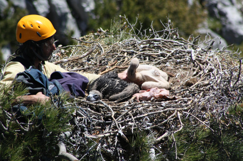 Momento histórico: Corría el año 2013 en la colonia de buitre negro de Boumort (Lleida), cuando un pollo de buitre leonado es retirado del nido de la pareja de buitres negros "Neus" y "Oriol", al mismo tiempo que se introduce el pollo de buitre negro de "Menta" y "Mario". Foto: Equipo de Trabajo Boumort-Alinyà.