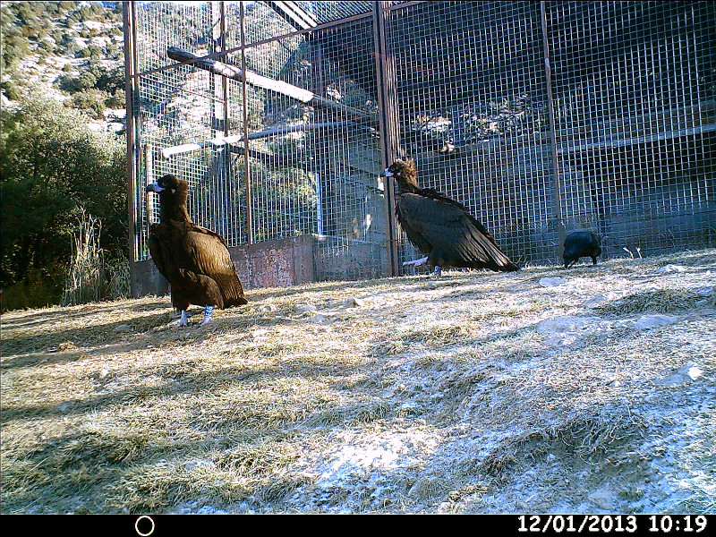 En esta imagen de foto-trampeo del invierno de 2013, 'Mim' el pollo de buitre negro adoptado por "Neus" y "Oriol" come en un punto de alimentación de la reserva de Boumort en compañía de otro buitre negro también nacido ese año. Foto: Equipo de Trabajo Boumort-Alinyà.