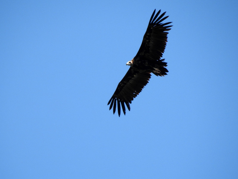 Buitre negro reintroducido en los Pirineos. Foto: Equipo de Trabajo Boumort-Alinyà.