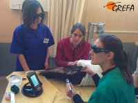 Veterinarias aplican a un animal tratado en GREFA cuidados de fisioterapia a través de láser.