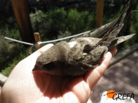 Pollo de vencejo con un vendaje en el ala al cuidado del Área de Huérfanos de GREFA.