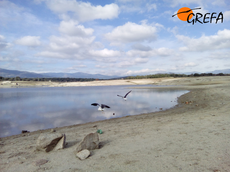 Dos de las gaviotas sombrías liberadas se internan en el embalse madrileño de Valmayor.