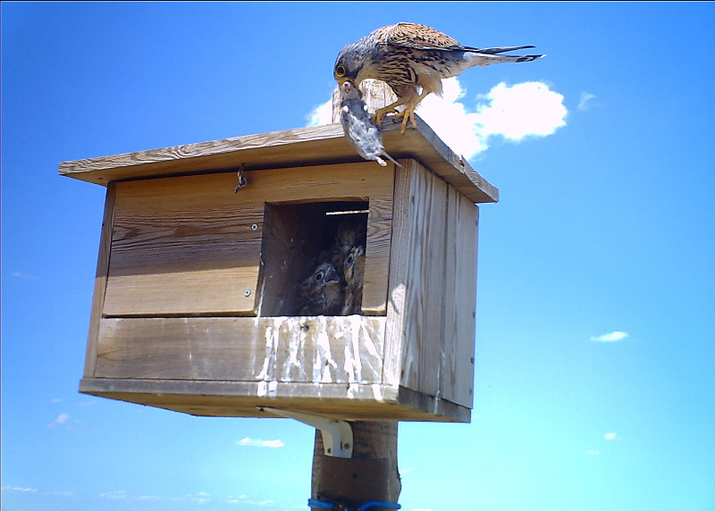 Un cernícalo vulgar trae un roedor a sus pollos, en una caja nido instalada para el control biológico del topillo. Foto: GREFA.