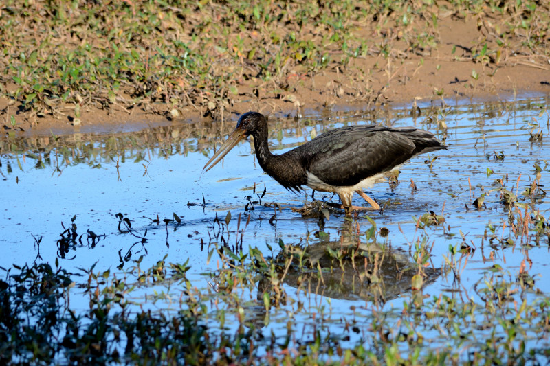 Cigüeña negra en la cola del embalse de Linares (Segovia). Fotografía de Héctor Miguel Antequera realizada el 8 de octubre de 2013 y publicada en la Hoja Informativa Nº 41 sobre el Refugio, pág. 41. 