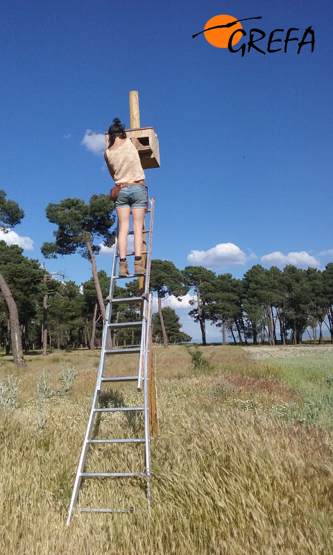 Una naturalista instala una caja nido para cernícalo vulgar, dentro del proyecto de control biológio de las plagas de topillo.