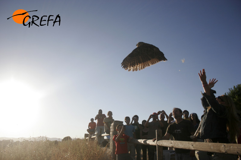 Liberación de un búho real