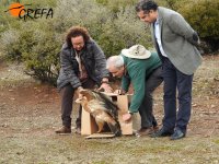 Momento de la suelta del águila imperial 'Luna'