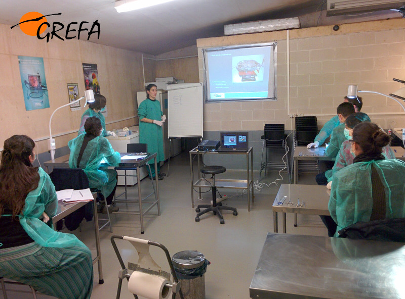 Parte teórica de la clase de necropsias de aves 