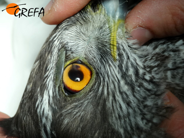 Lesion ocular de azor producida por perdigón.