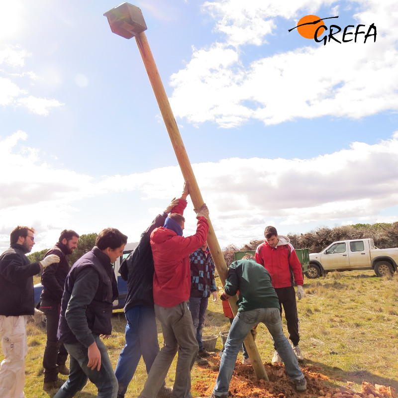 Momento de la colocación de algunos de los nidales instalados en el municipio de Rueda