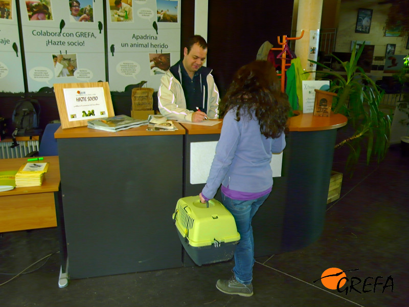 Alberto, voluntario de recepción, atiende a una persona que entregó un cernícalo vulgar para su recuperación y posterior liberación