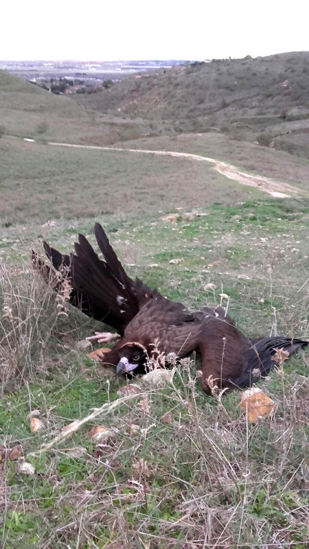 Buitre negro herido al chocar con un tendido en Paracuellos del Jarama (Madrid)
