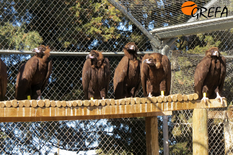 Buitres negros que serán liberados en la Sierra de la Demanda.