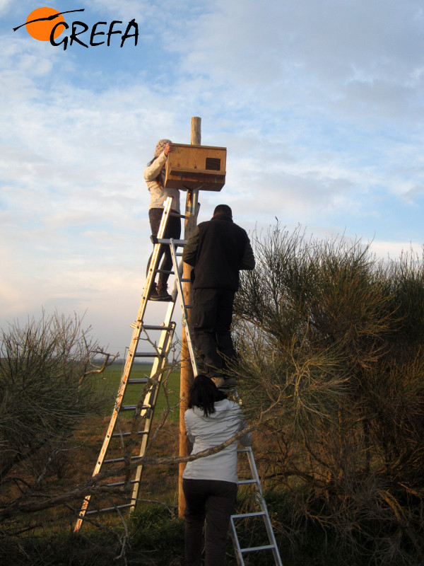 Voluntarios de GREFA reparan un nido artificial de lechuza en la provincia de Segovia