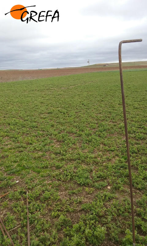 Posadero colocado para las aves depredadoras de topillo, en la provincia de Segovia.