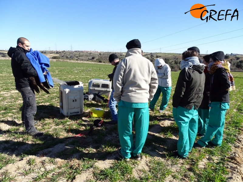 Alumnos atendiendo a las explicaciones previas a la musculación de dos buitres negros