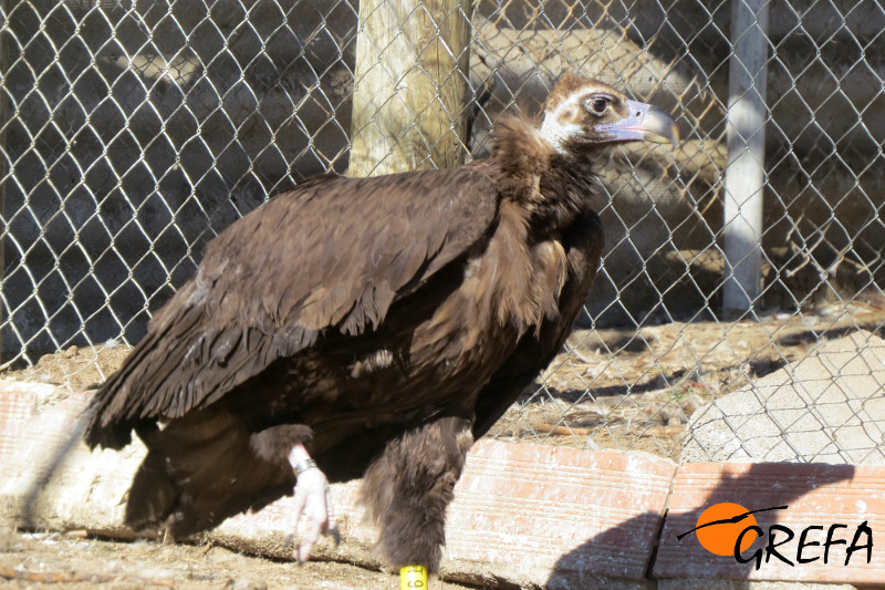 El buitre negro cedido por Extremadura, tras su ingreso en el centro de GREFA.