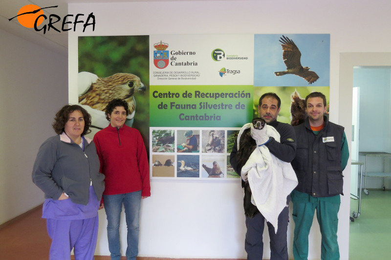 El buitre negro cedido por Cantabria, poco antes de abandonar el centro de recuperación de fauna donde permanecía.