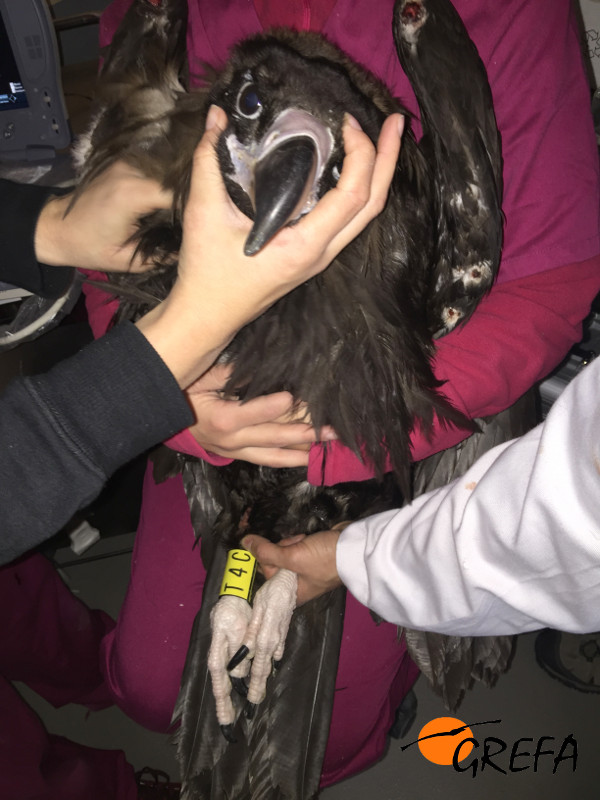 El buitre negro cedido por Cantabria durante su chequeo veterinario en GREFA, con su anilla visible.