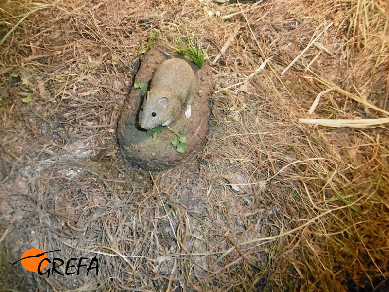 Este sí que es el topillo campesino